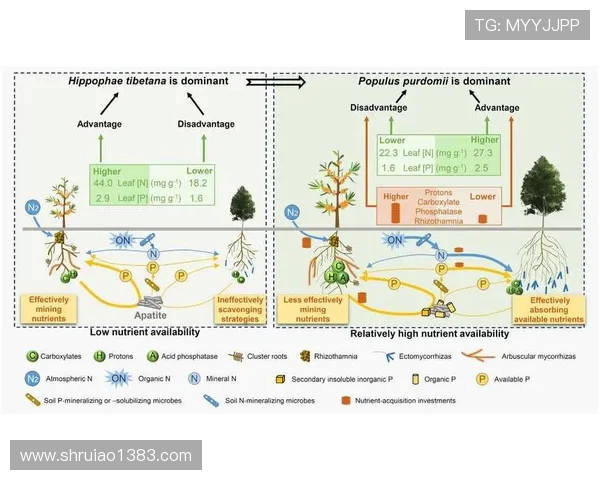 成都极限运动队的区域防守策略与热点分析探讨